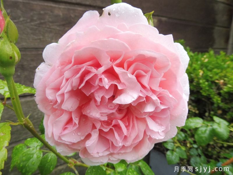 草莓山月季Strawberry Hill(图2)