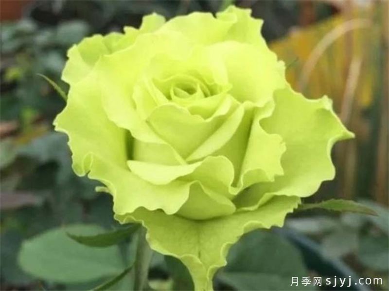 超级绿色月季/绿舞裙月季Super Green(图1)