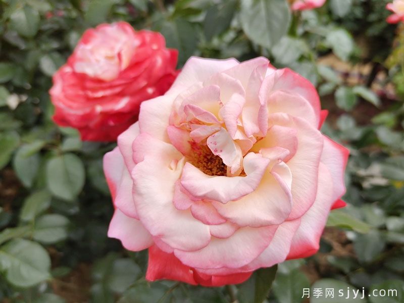 朝云月季/东方黎明月季Asagumo(图4)