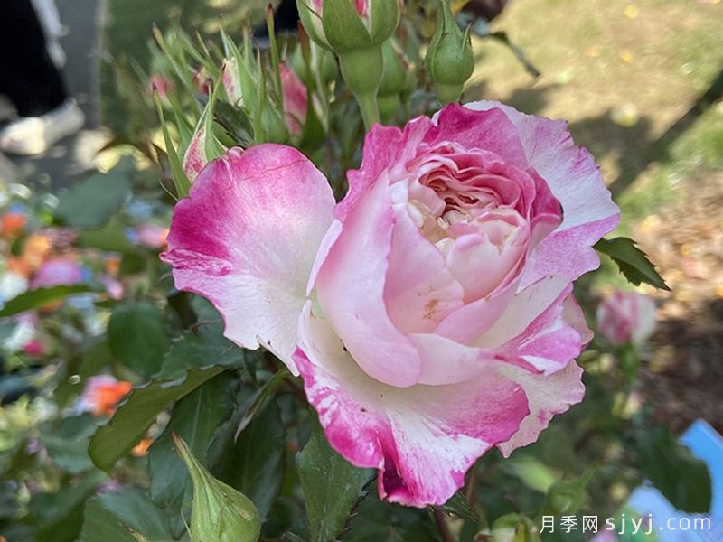 辰山欢颜月季(图1)