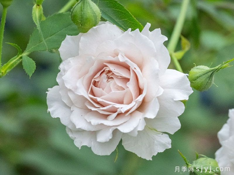 沉月月季(图2)