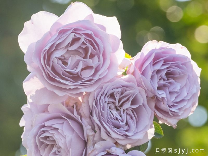 澄空月季(图1)
