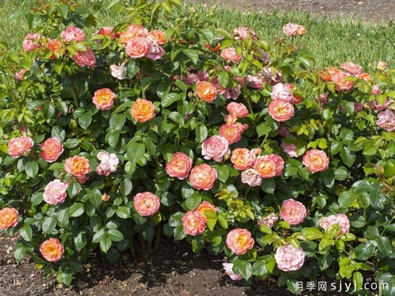 橙芒绝代佳人月季Orange Glow Knock Out(图4)