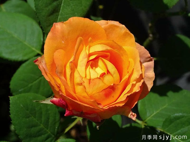 橙色浪漫月季/浪漫橙色月季Orange Romantica(图2)