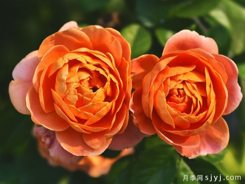 橙色浪漫月季/浪漫橙色月季Orange Romantica(图1)