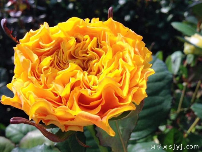 橙色丽娃月季/橙色风暴/橙色伊娃Orange Reeva(图3)
