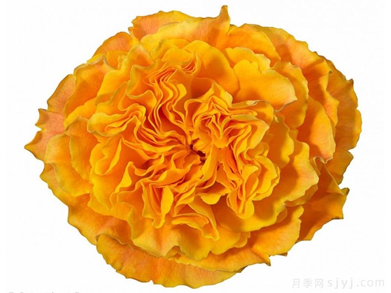 橙色丽娃月季/橙色风暴/橙色伊娃Orange Reeva(图2)