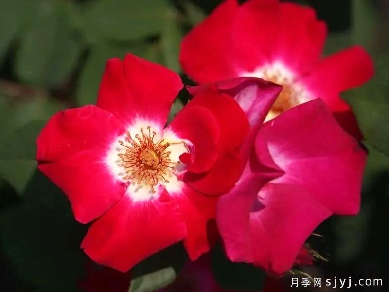 赤璧月季(图1)