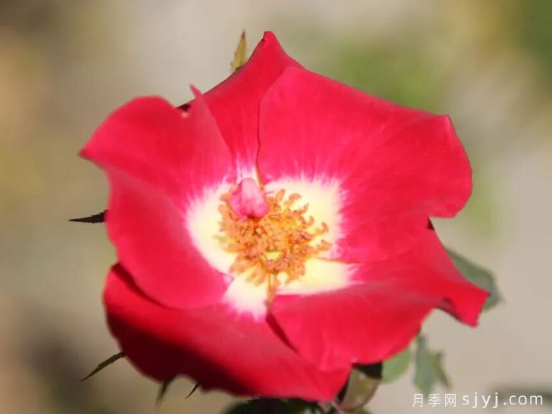 赤璧月季(图2)