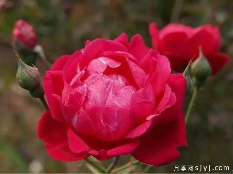 赤龙含珠月季(图1)