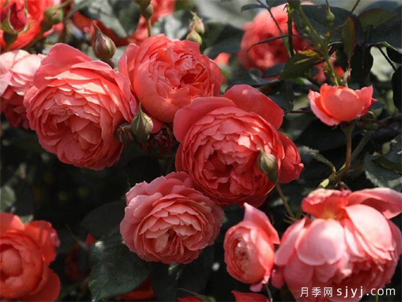 炽炎月季(图2)