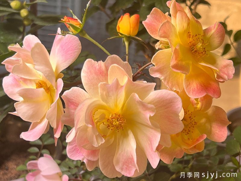 出尘月季(图3)
