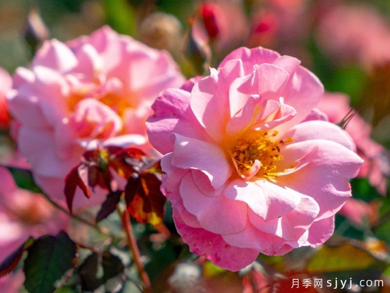 春朝月季(图1)