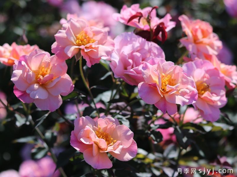 春朝月季(图2)