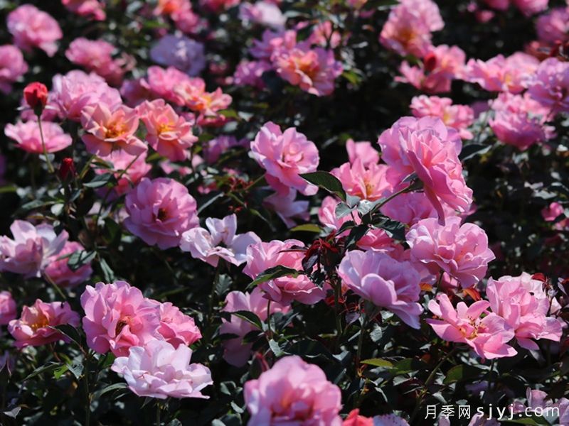 春朝月季(图4)