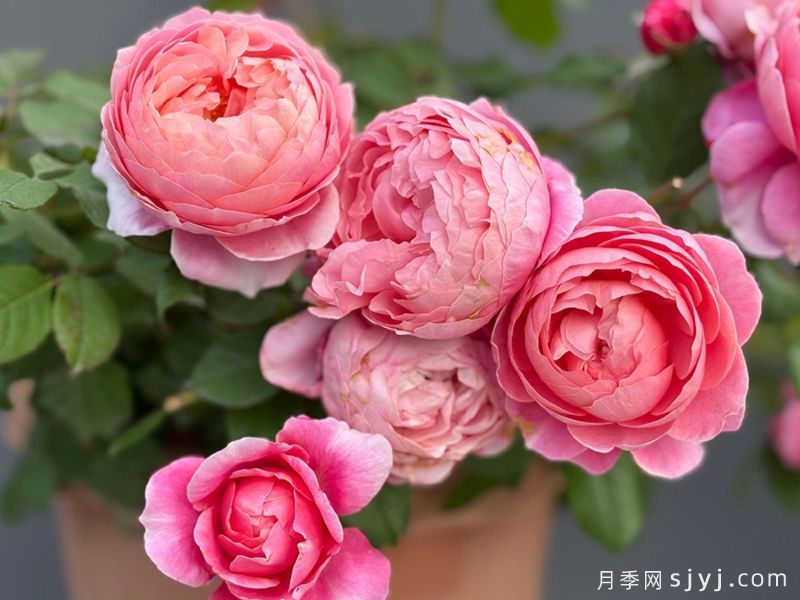 春山曲月季(图2)