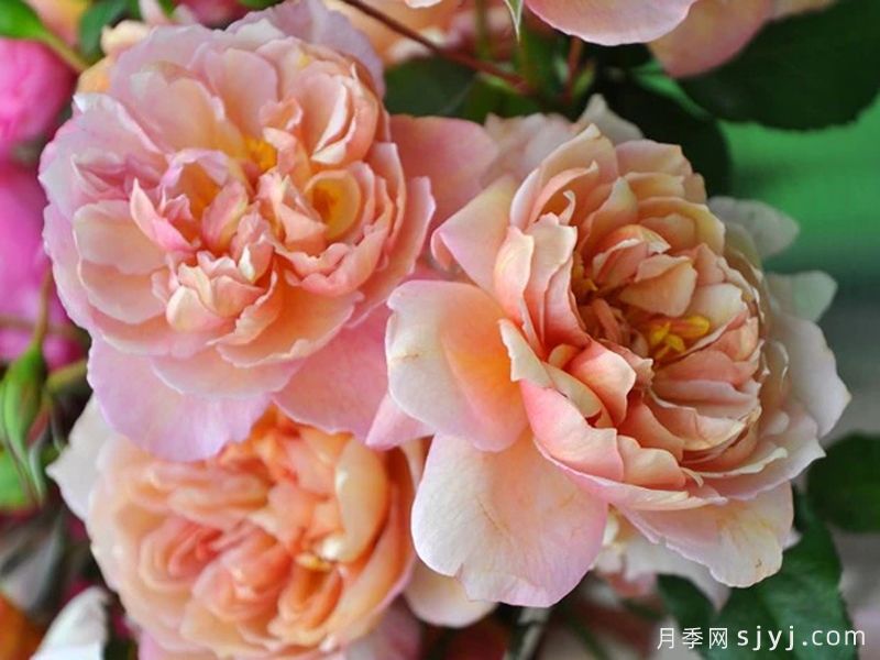 刺绣月季Broderi(图2)