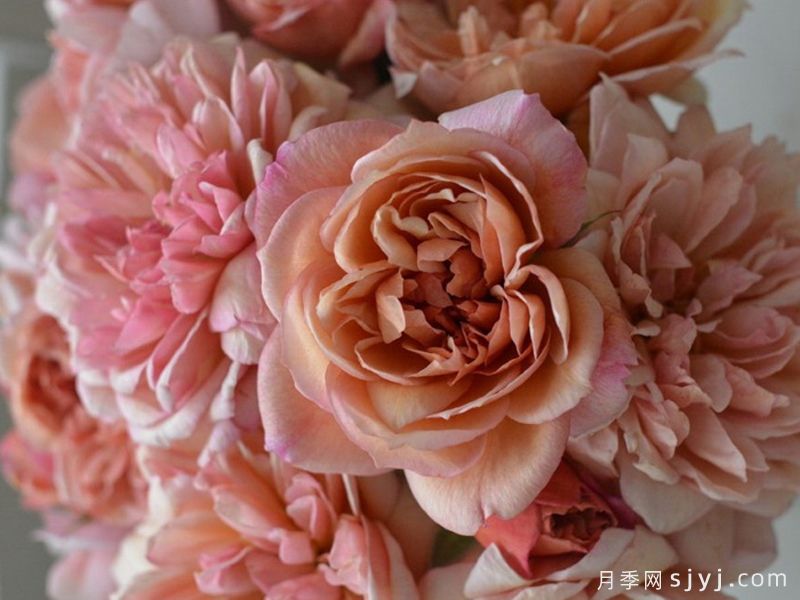 刺绣月季Broderi(图3)