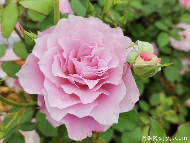 达芙妮月季/东方瓷器月季Daphne(图1)