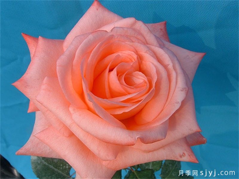 戴安娜月季/黛安娜玫瑰Noblesse(图1) 戴安娜月季/黛安娜玫瑰Noblesse(图3)