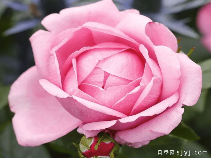 渴望月季/德西里月季Desiree(图1)