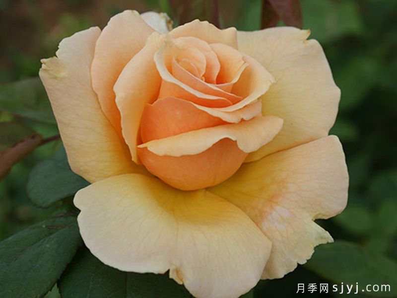 大奖章月季Medallion(图1)