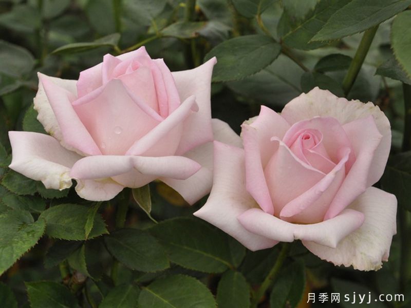迪诺月季Deano(图2)