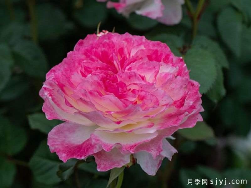 点唇月季(图2)