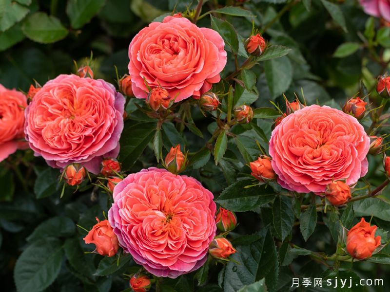 点火樱桃月季(图2)