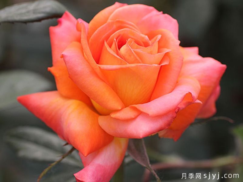 东方之子月季(图1)