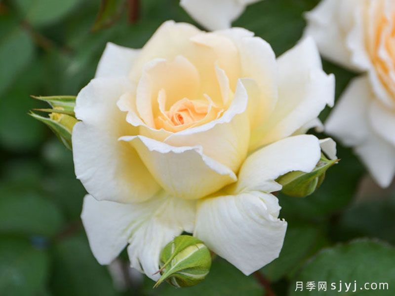 敦煌月季(图1)