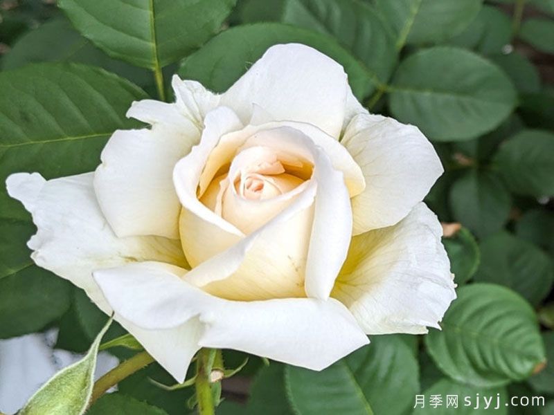 敦煌月季(图2)