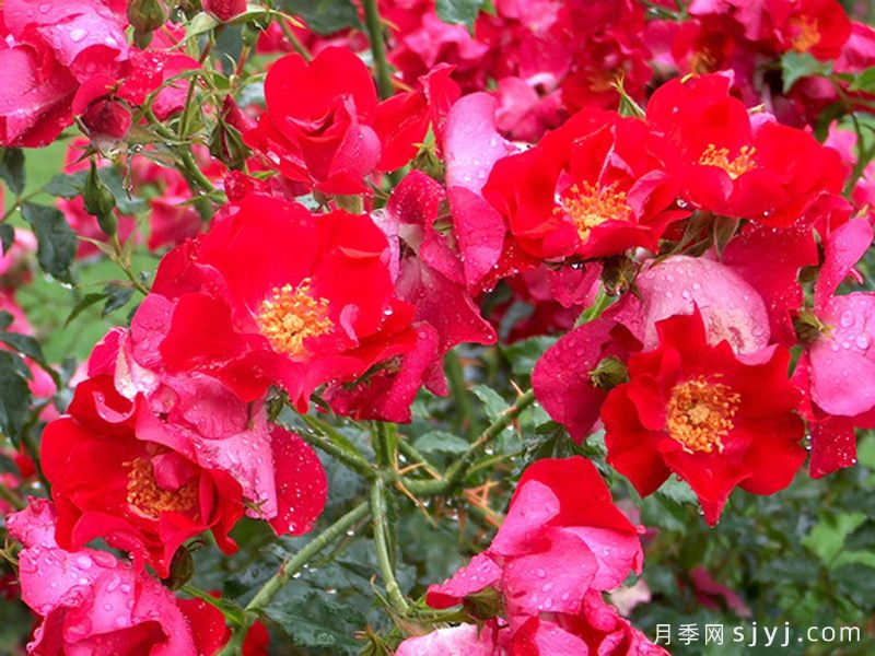 多特蒙德月季Dortmund(图4)