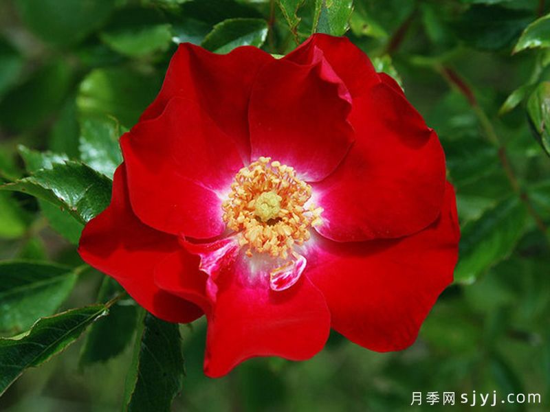 多特蒙德月季Dortmund(图3)