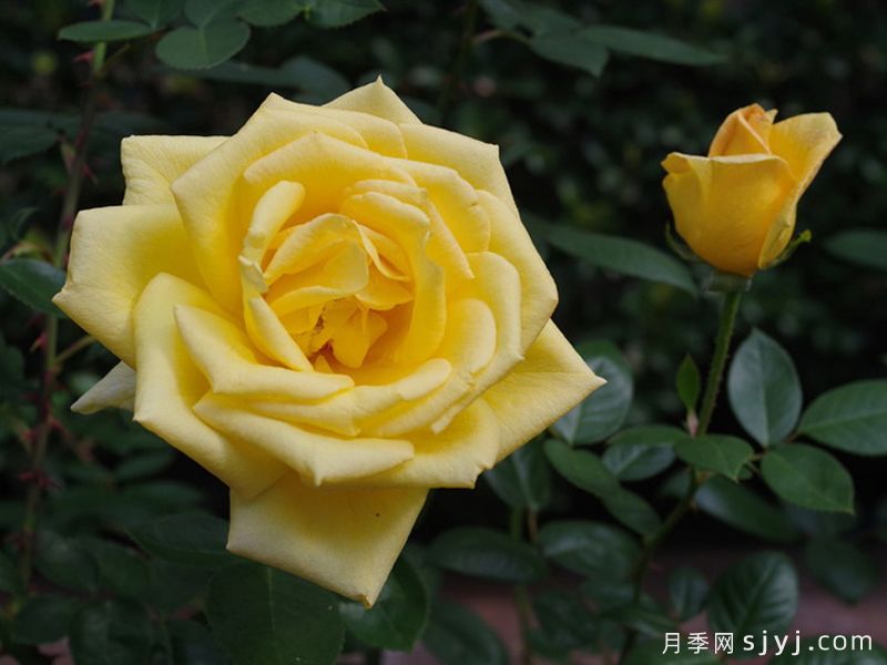 俄州黄金月季/黄金旷Oregold(图2)