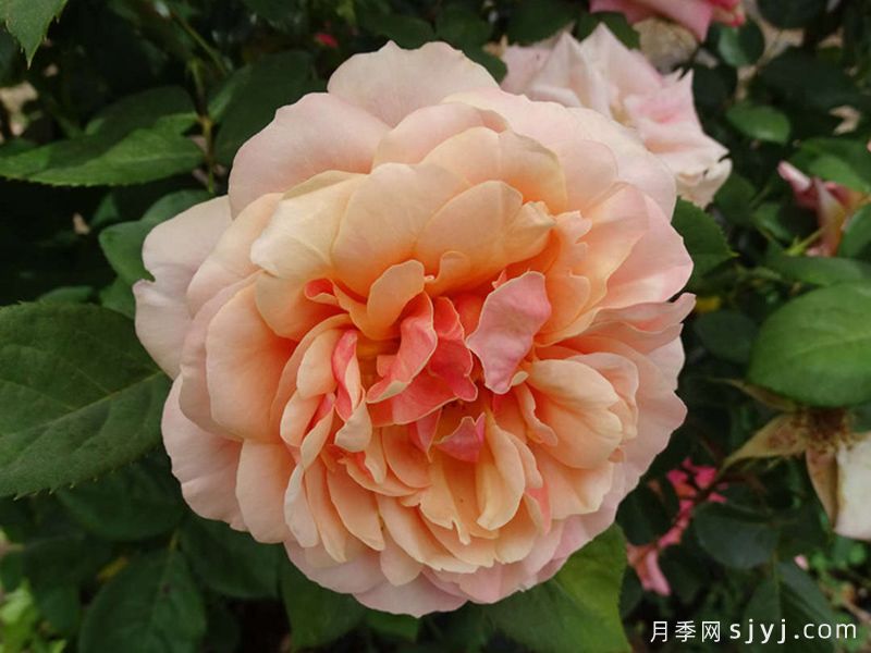 恩典月季/恩典之州State of Grace(图1) 恩典月季/恩典之州State of Grace(图1)