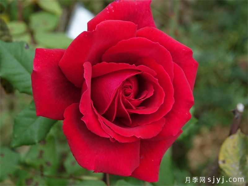 恩钿女士月季/波特罗月季Mme.Endian(图1) 恩钿女士月季/波特罗月季Mme.Endian(图1)