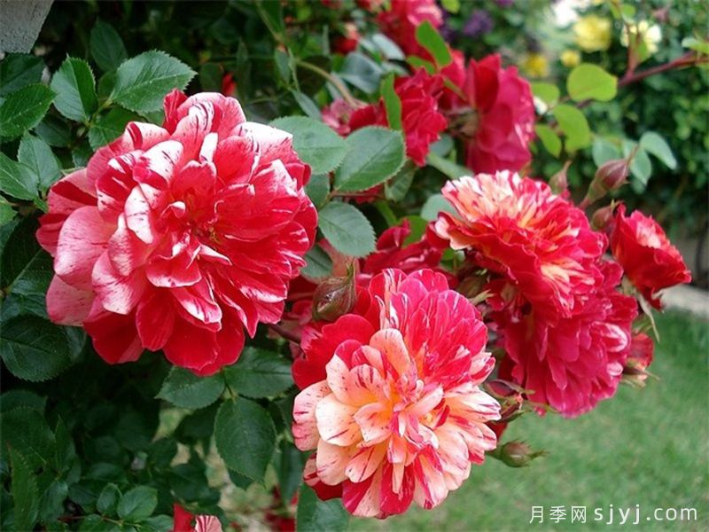 发夹月季/发卡Bigoudi(图2)