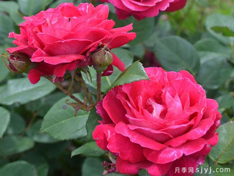 法式优雅月季/甜蜜精神Elegance Francaise(图2)
