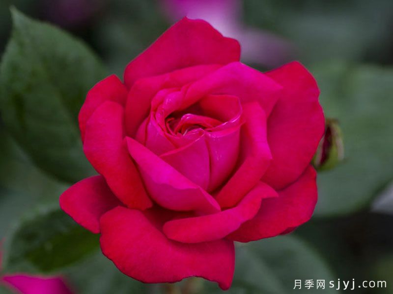 法式优雅月季/甜蜜精神Elegance Francaise(图3)