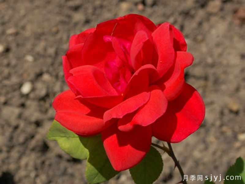 法国小姐月季/漂亮女孩Miss France(图1)