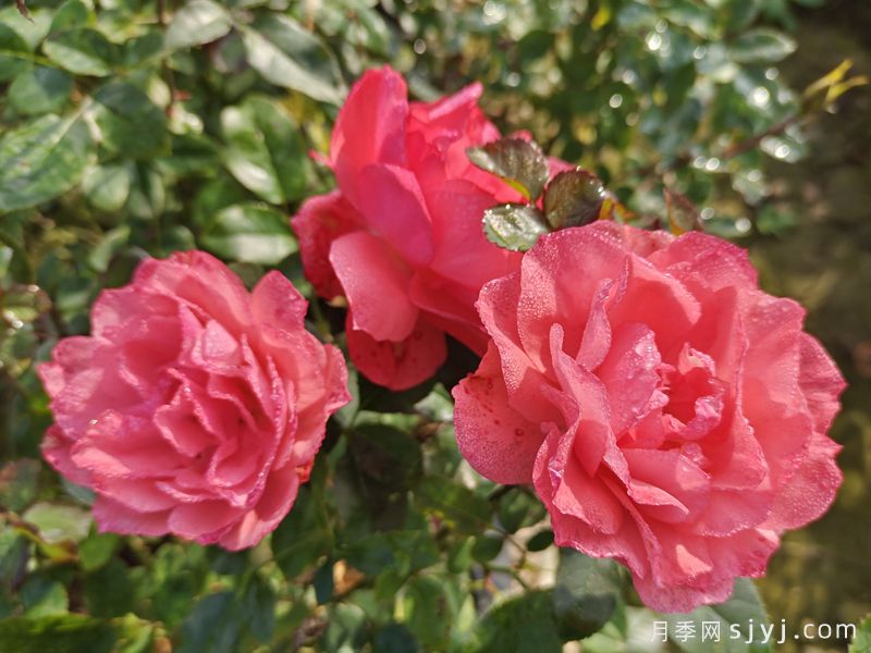 法兰西花园月季/法国花园/激情之吻Jardins de France(图2)