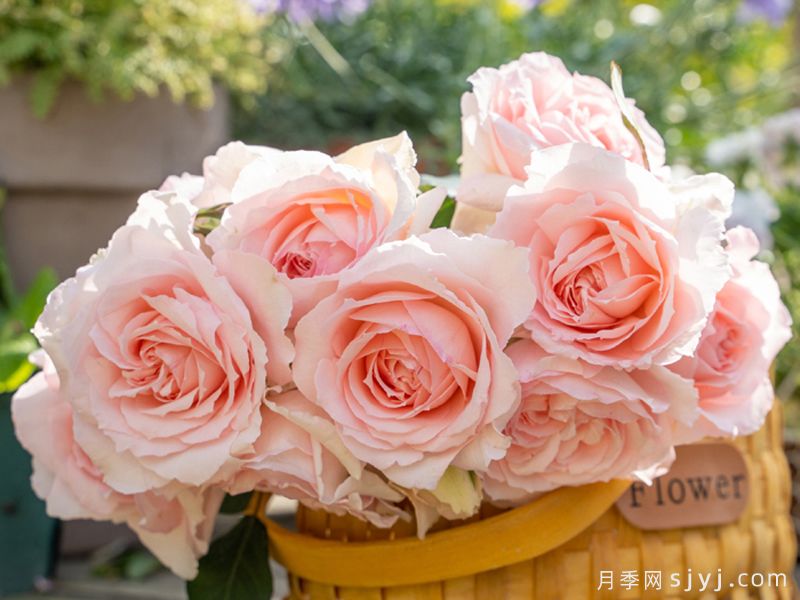 芳年月季(图2)
