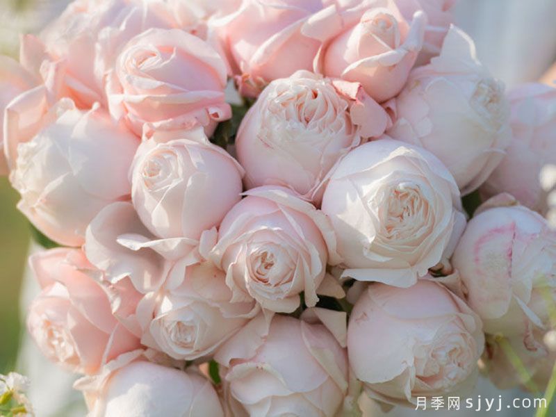芳姿月季(图3)