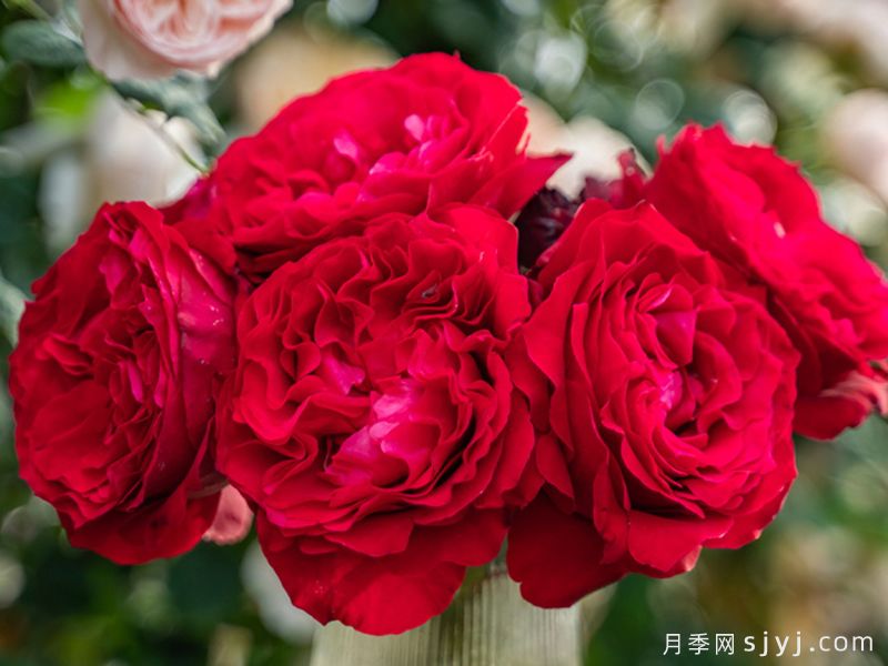 飞火月季(图3)