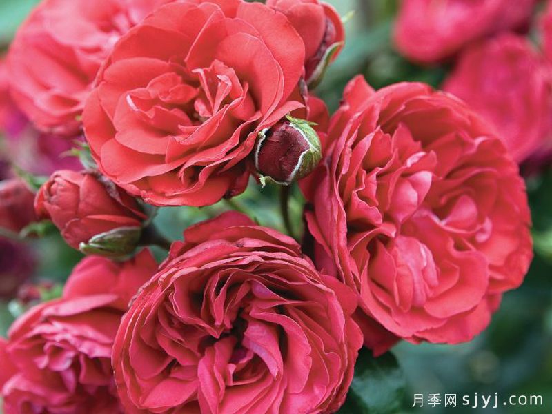 绯红天空月季Crimson Sky(图2)