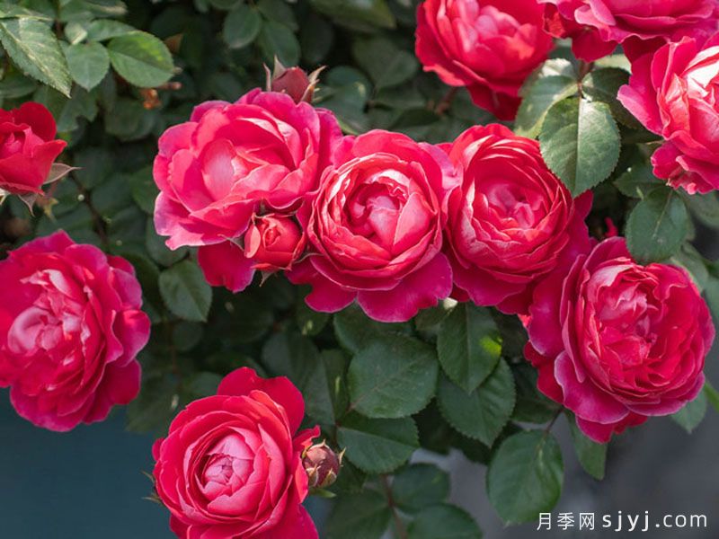 绯颜月季(图1)