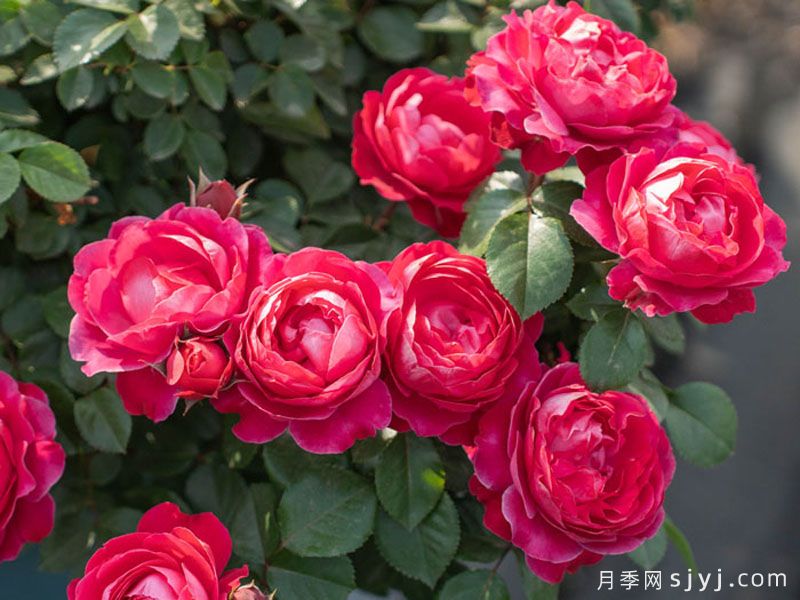 绯颜月季(图3)