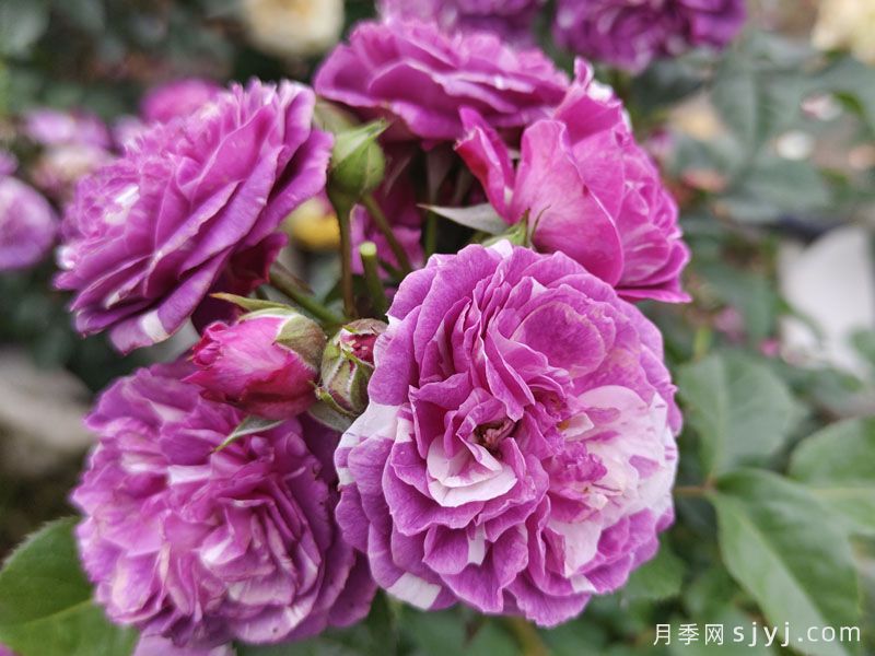 芬芳宝石月季/芳香宝石月季Scented Jewel(图1)