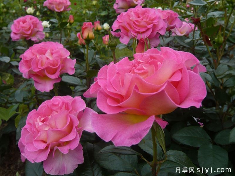 粉红天堂月季Pink Paradise(图3)